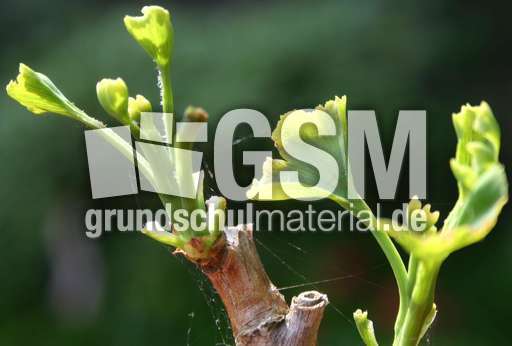 Ginkgo-8.jpg